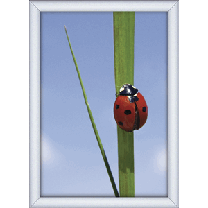 PLAKATRAMME SNAP 25MM A4 ALU.